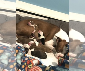 Boston Terrier Puppy for sale in COVENTRY, RI, USA