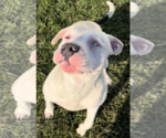 Small Photo #5 Bullypit Puppy For Sale in Sistersville, WV, USA