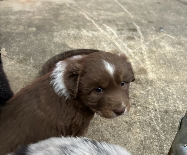 Medium Photo #1 Australian Shepherd Puppy For Sale in MONROE, LA, USA