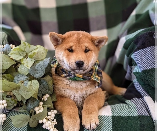 Medium Photo #6 Shiba Inu Puppy For Sale in OXFORD, PA, USA