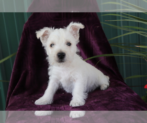 Medium Photo #3 West Highland White Terrier Puppy For Sale in SHILOH, OH, USA