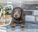 Small Photo #10 Dachshund Puppy For Sale in TOPEKA, IN, USA