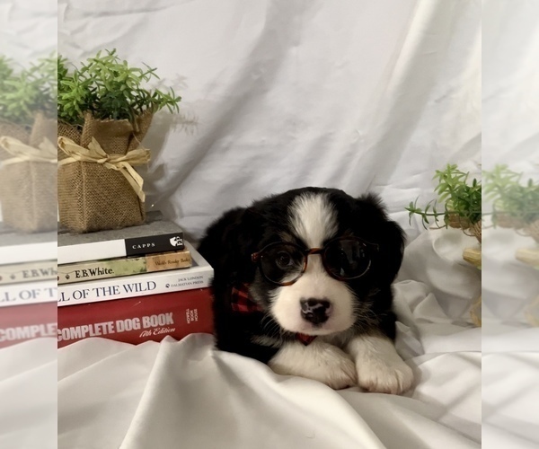 Medium Photo #7 Miniature Australian Shepherd Puppy For Sale in E LAURINBURG, NC, USA