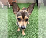 Small Photo #2 Mutt Puppy For Sale in Corona, CA, USA