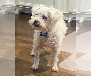 Poodle (Miniature)-Unknown Mix Dogs for adoption in Corona, CA, USA