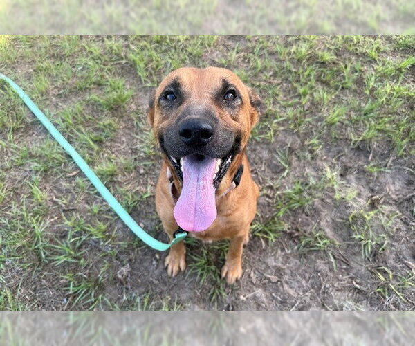 Medium Photo #2 Labrador Retriever Puppy For Sale in Ocala, FL, USA