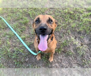 TILLAMOOK - Male Labrador Retriever Dog for Adoption - Photo #2