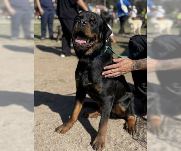 Medium Photo #2 Rottweiler Puppy For Sale in San Bernardino, CA, USA