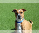 Small #1 American Pit Bull Terrier Mix