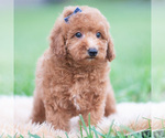 Small Photo #11 Goldendoodle (Miniature) Puppy For Sale in WARSAW, IN, USA