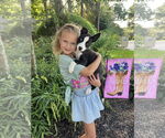 Small #4 American Pit Bull Terrier-Huskies  Mix