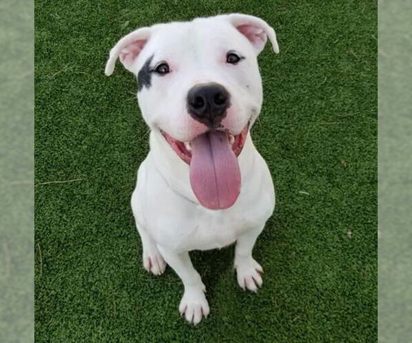 Medium Photo #1 American Pit Bull Terrier-Unknown Mix Puppy For Sale in Camarillo, CA, USA