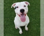 Small American Pit Bull Terrier Mix