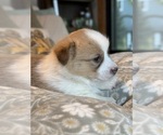 Small #15 Pembroke Welsh Corgi