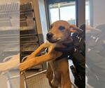 Small Labrador Retriever Mix