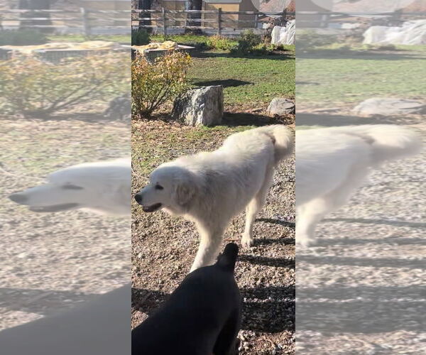 Medium Photo #2 Great Pyrenees Puppy For Sale in MIDWAY, UT, USA