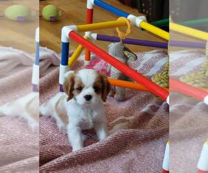 Cavalier King Charles Spaniel Puppy for sale in Pointe Aux Roches, Ontario, Canada