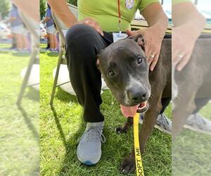 Mutt Dogs for adoption in Riverside, CA, USA