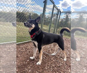 German Shepherd Dog-Siberian Husky Mix Dogs for adoption in Waterford, VA, USA