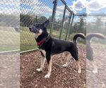 Small German Shepherd Dog-Siberian Husky Mix