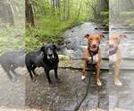 Small #17 American Pit Bull Terrier-Blue Lacy Mix