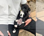 Small Photo #5 Labrador Retriever-Unknown Mix Puppy For Sale in Escondido, CA, USA