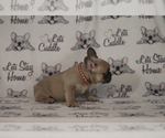 Small Photo #83 French Bulldog Puppy For Sale in TACOMA, WA, USA