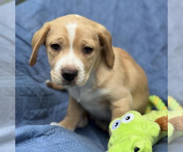 Medium Photo #8 Colonial Cocker Spaniel-Unknown Mix Puppy For Sale in San Diego, CA, USA