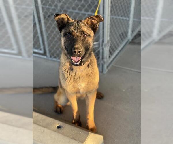 Medium Photo #1 Mutt Puppy For Sale in Bakersfield, CA, USA