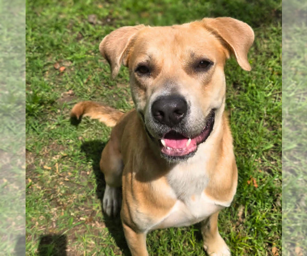 Medium Photo #1 Black Mouth Cur-Labrador Retriever Mix Puppy For Sale in Anniston, AL, USA