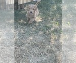 Small #7 Goldendoodle