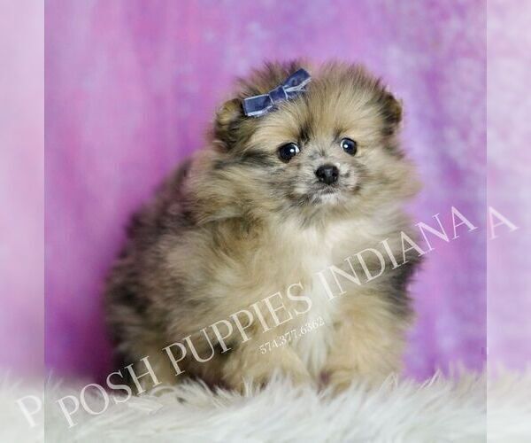 Medium Photo #41 Pomeranian Puppy For Sale in WARSAW, IN, USA