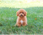 Image preview for Ad Listing. Nickname: Gabriela