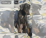 Small #9 Doberman Pinscher