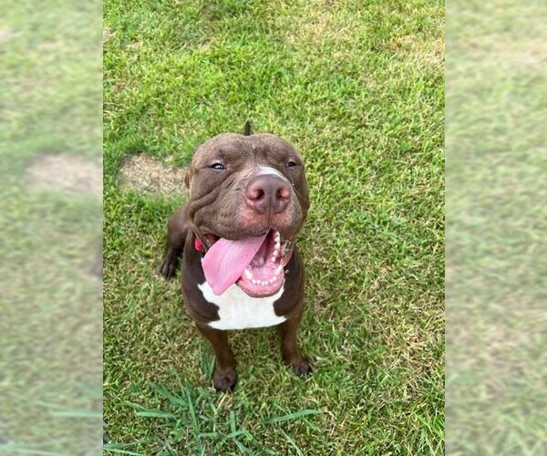 Medium Photo #6 American Pit Bull Terrier Puppy For Sale in Shreveport, LA, USA