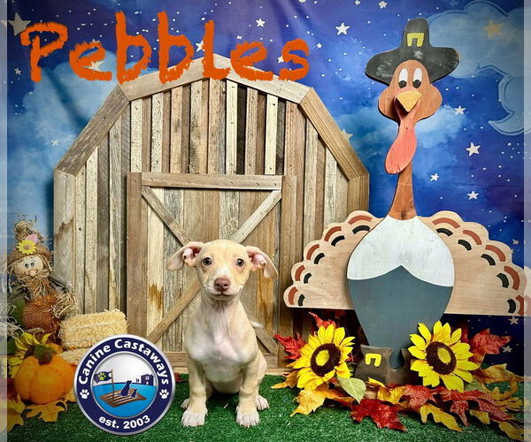 Medium Photo #1 Chiweenie Puppy For Sale in Arcadia, FL, USA