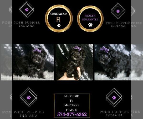 Medium Photo #7 Maltipoo Puppy For Sale in WARSAW, IN, USA
