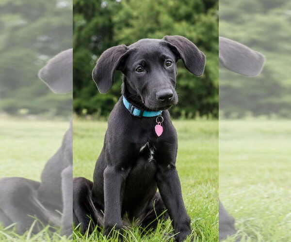 Medium Photo #4 Retriever -Unknown Mix Puppy For Sale in Greenville, SC, USA