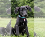 Small #3 Retriever  Mix
