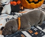 Puppy Orange Doberman Pinscher