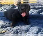 Small Photo #2 Labrador Retriever-Wolf Hybrid Mix Puppy For Sale in GASSVILLE, AR, USA