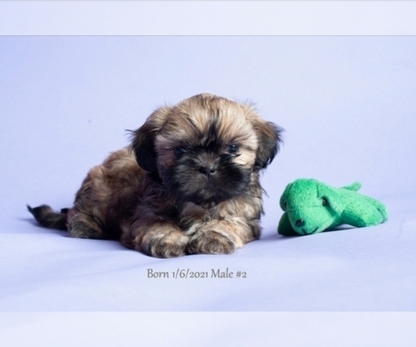 Full screen Photo #5 Shih Tzu Puppy For Sale in NEW YORK MILLS, MN, USA