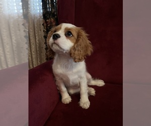 Cavalier King Charles Spaniel Puppy for sale in SAINTE GENEVIEVE, MO, USA