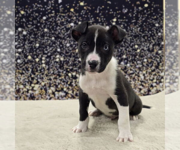 Medium Photo #5 Mutt Puppy For Sale in Lakewood, CO, USA