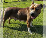 Small Mutt