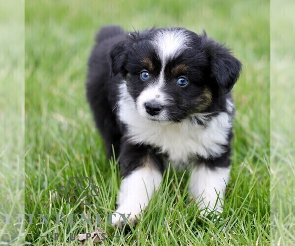 Medium Photo #2 Australian Shepherd Puppy For Sale in NEW PROVIDENCE, PA, USA