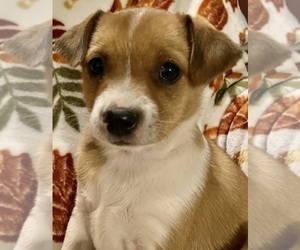 Jack Russell Terrier-Miniature Australian Shepherd Mix Puppy for sale in HILLSBORO, WI, USA