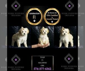 Maltipoo Puppy for sale in WARSAW, IN, USA