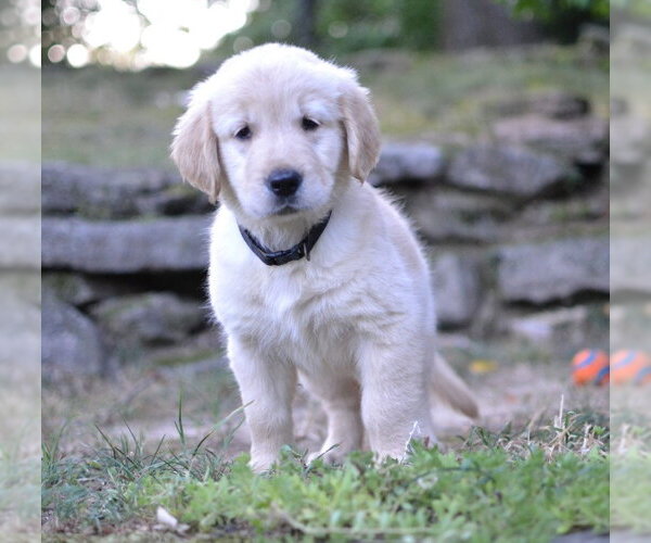 Medium Photo #3 Golden Retriever Puppy For Sale in Enfield, CT, USA