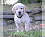Small #2 Golden Retriever